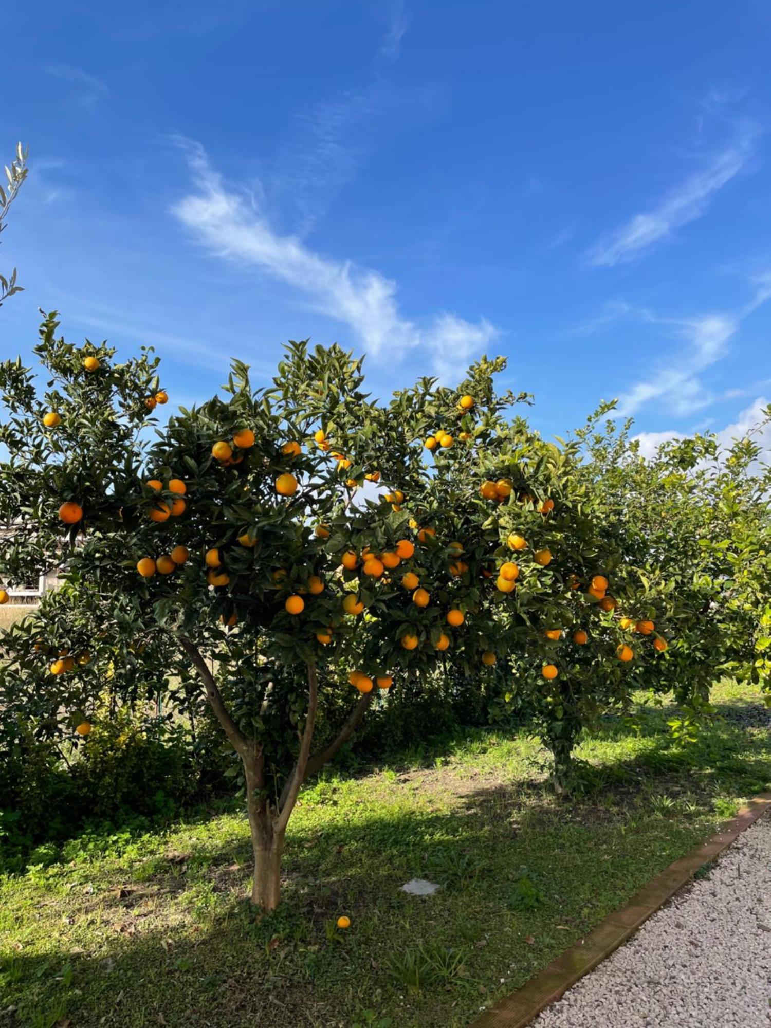 Casa Vacanze Paradise Santa Maria La Carità 外观 照片